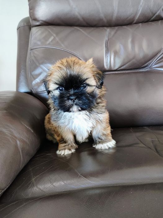 Shih Tzu chłopak