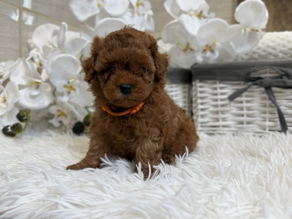 Pudel toy red ( red brown),  xxs, teacup malutkie suczki