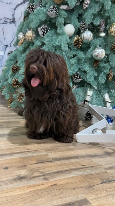 Гаванский бишон, Хаванез. Мальчик