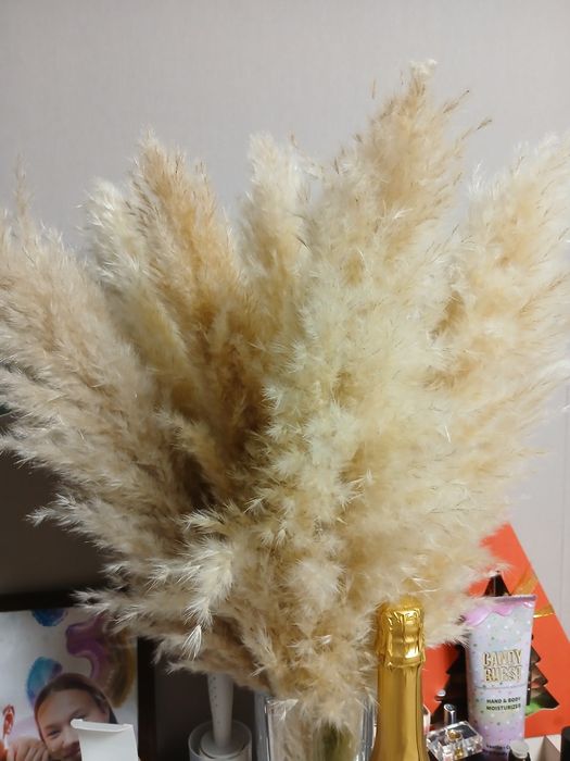 Пампасная трава!.