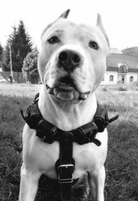 Піт-бультерер щеночьки