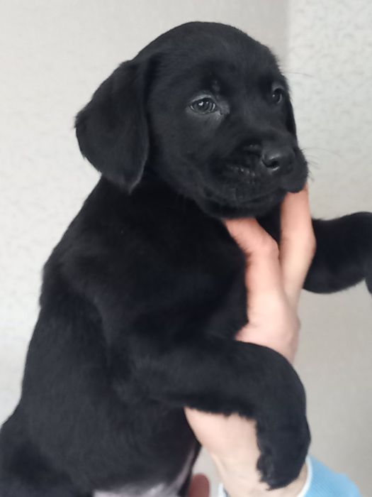 Цуценята лабрадори