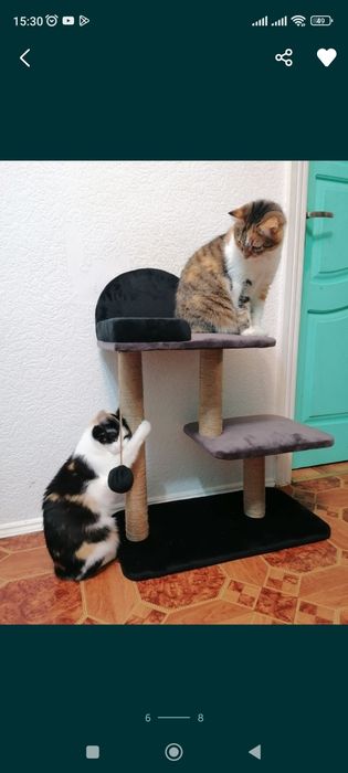 Когтеточка трехярусная