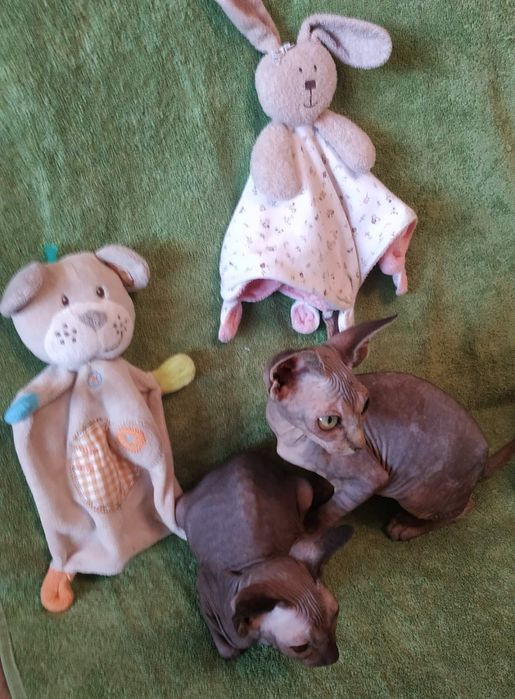 Канадські сфіксенята