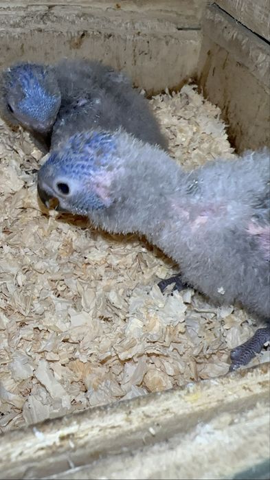 Loris molucanos para criar a mão