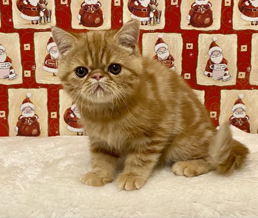 Мармурові  кошенята