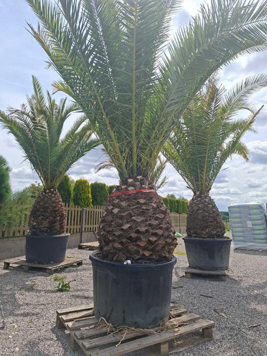 Phoenix Canariensis Daktylowiec Kanaryjski Palma Egzotyczna XXL 4 m