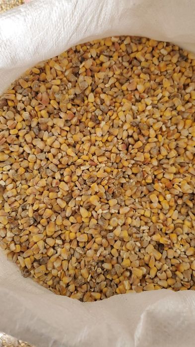 Продам кукурузу  целую