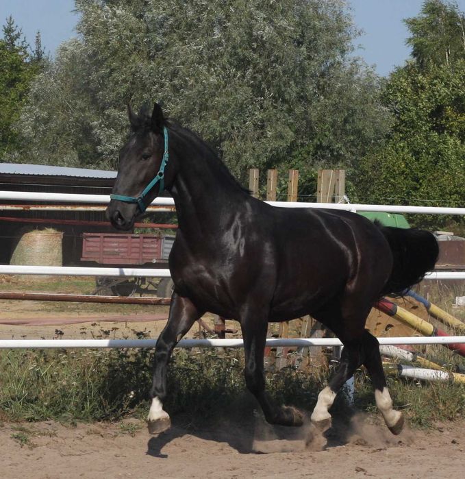 *** Młoda klacz śląska ***