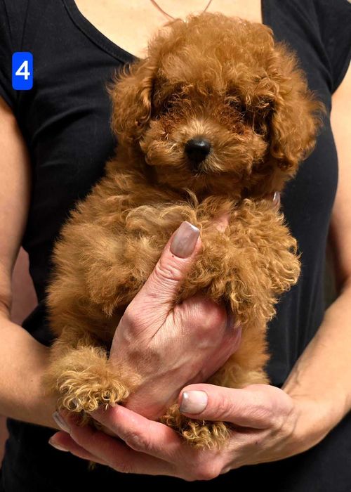 pudel toy girl malutka