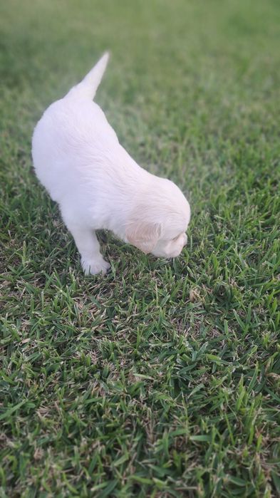 Golden  retriever