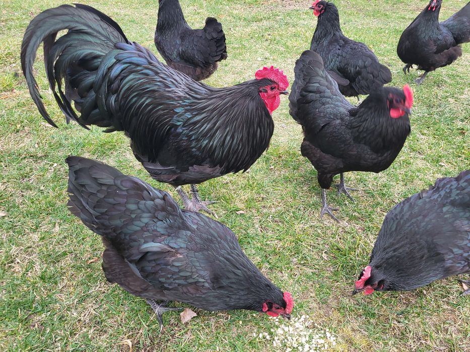 Jaja lęgowe Australorp .