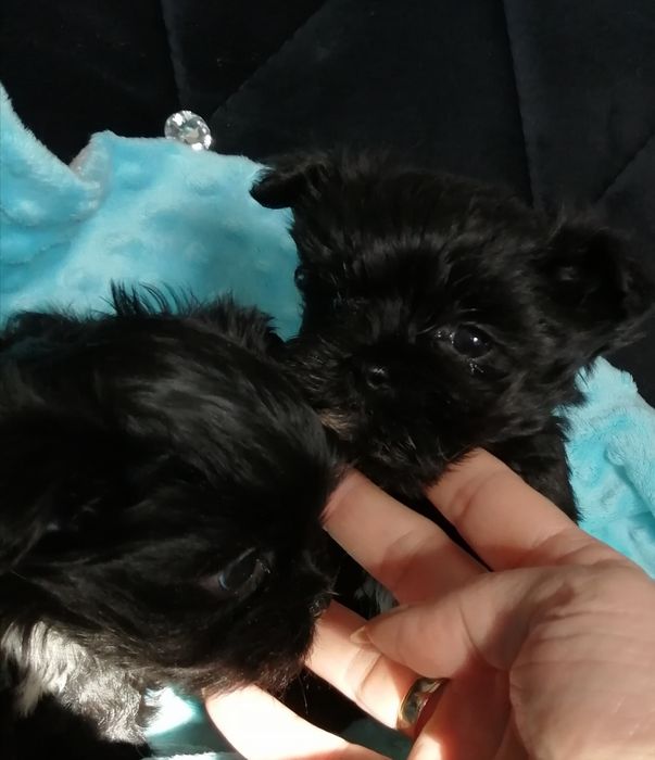 MORKIE Czarny Maltańczyk  rodowód