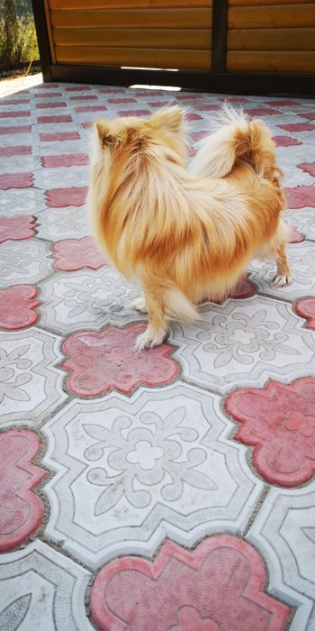 Чихуахуа для вязки