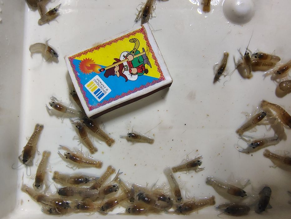 Продам австралійського червоноклешневого рака АККР