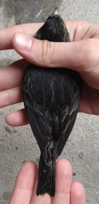 Canárias negras amarelo mosaico