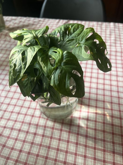 Monstera Adansonii – sadzonki ukorzenione w wodzie