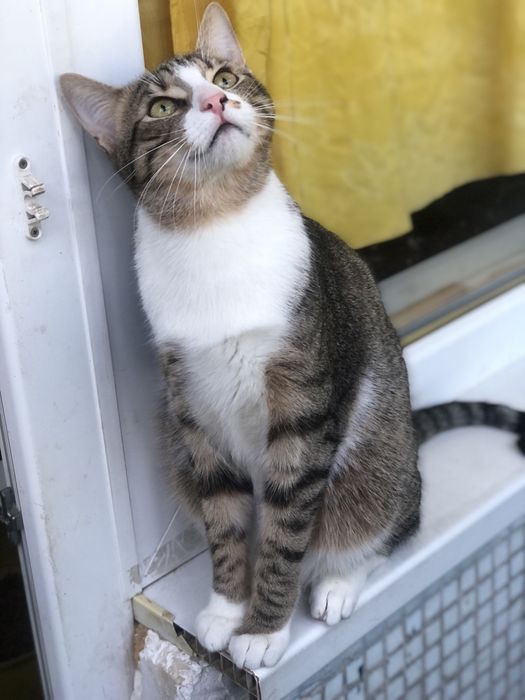 Котик 1,5 года бесплатно