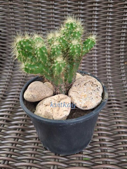 Алое Смарагд продам