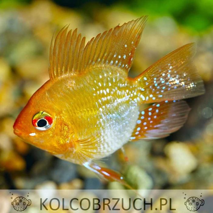 Pielęgniczka Ramireza odmiana RED GOLDEN - balonowa - Mikrogeophagus