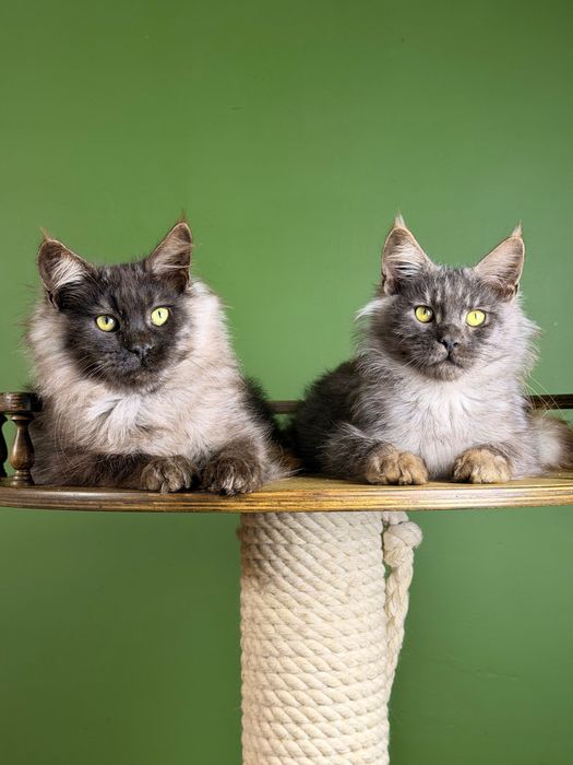 Котята мейн кун мальчики черный дым 4 месяца
