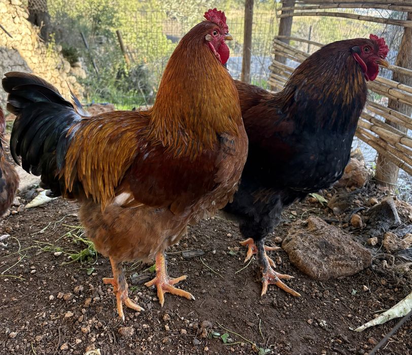 Galos com 8 meses - 4 kg aprox