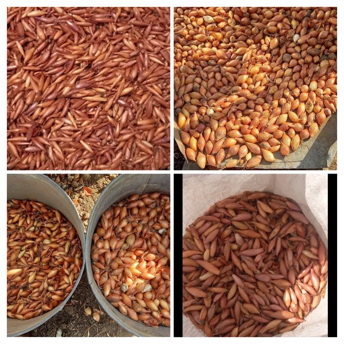 Лук севок, арпаж, тыканка