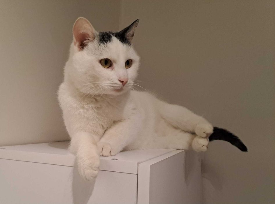 Dorosły kocurek szuka domu