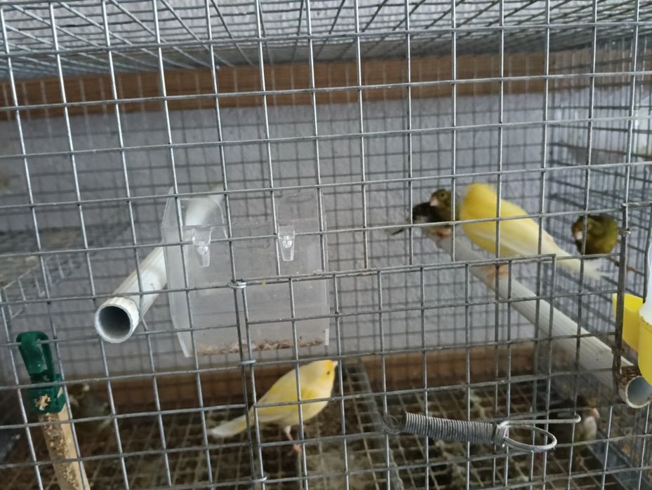 Canários 2024 fêmeas alecrins