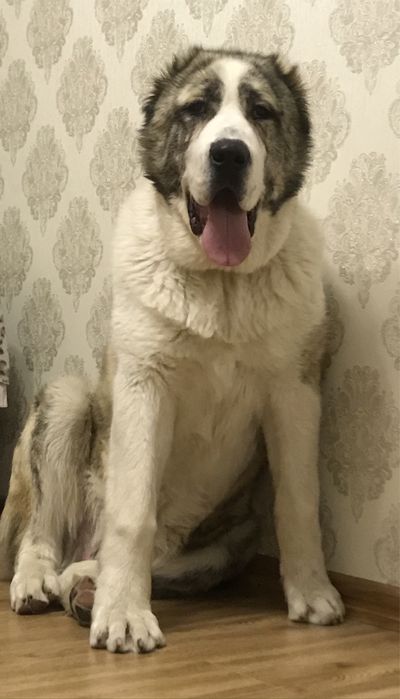 Алабай. ДЛЯ ВЯЗКИ!!!