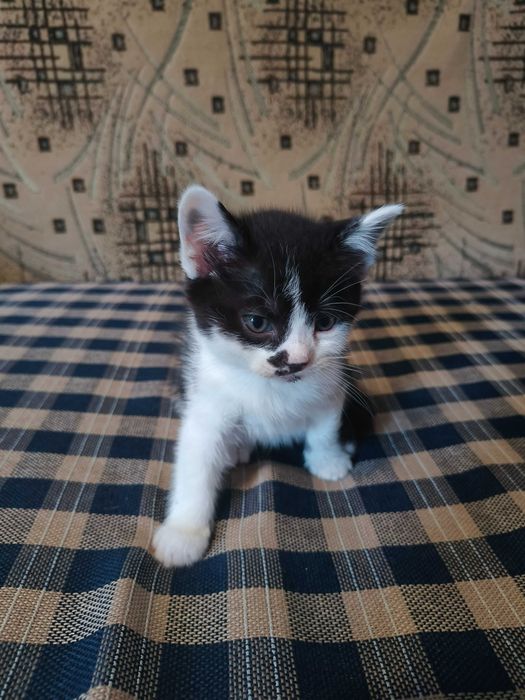 Віддам котенят у хороші руки