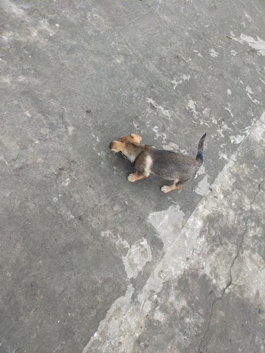 Собачки маленькі - суміш Мопса