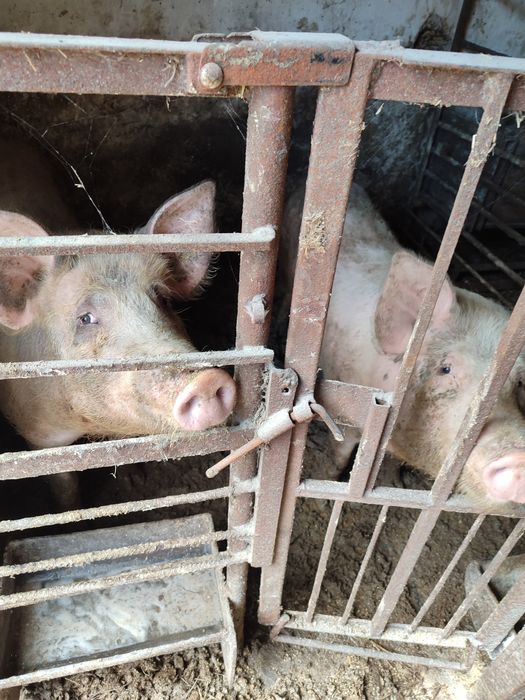 Продам свиней живым весом