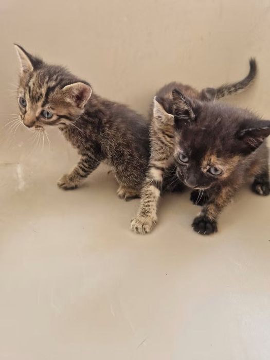 Adoção de gatos - fêmea tricolor e macho tigrado