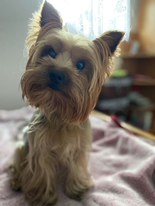 В‘язка йоркширський терʼєр