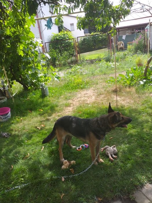 Kto podaruje Wirusowi domek?