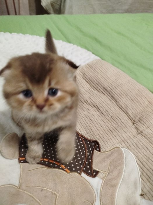 Очаровательнай вислоухий малыш золотая шиншилла