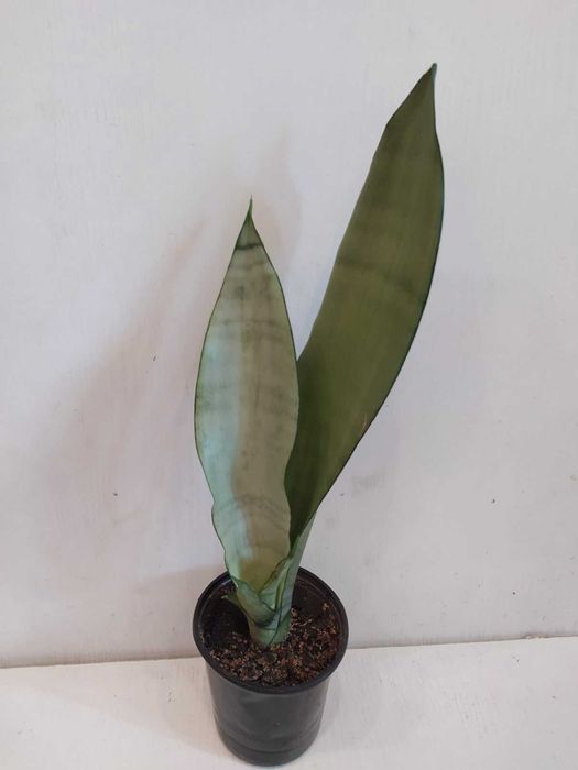 Сансевиерия Муншайн