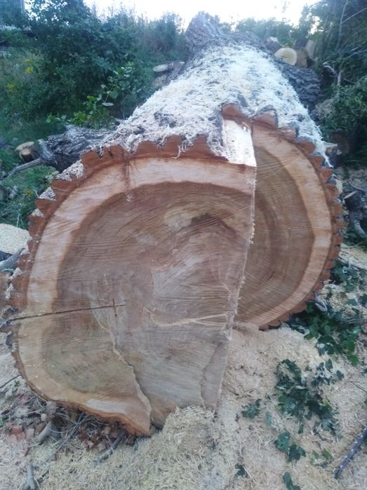 Wycinka drzew I krzewow  Oczysz dzialek zrebkowanie minkopark ogrodnik