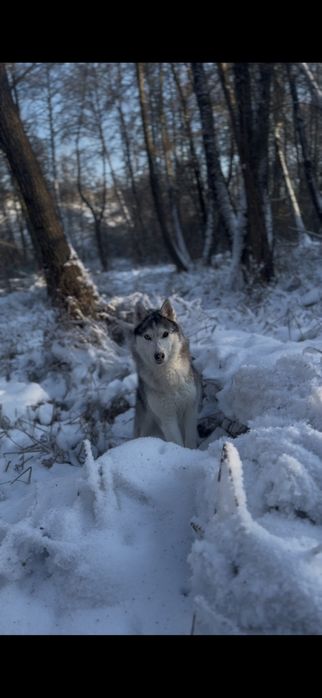 Віддам Хаскі дівчинка
