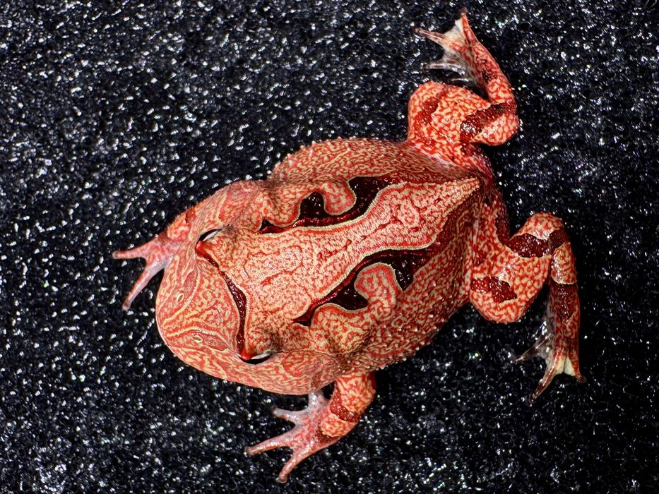 Żaba rogata Ceratophrys różne