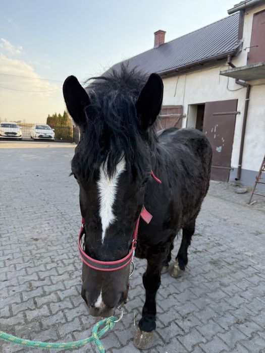 Sprzedam karą klacz