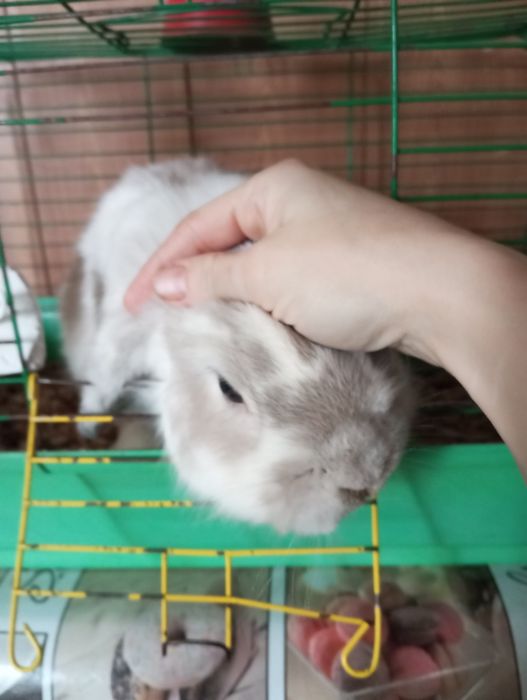 Віддам в добрі руки