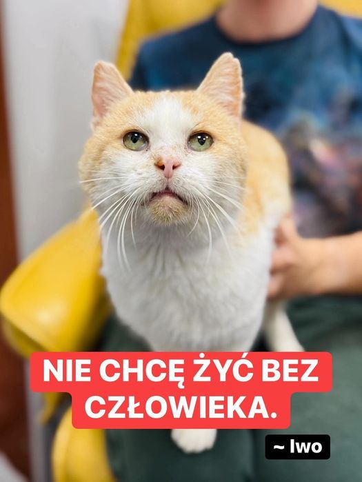Kocurek do pilnej adopcji!