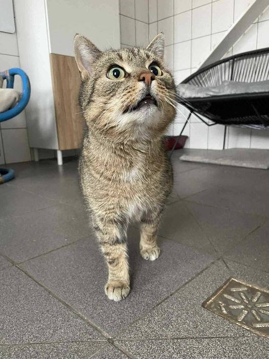 Bruno i Kacperek dwa kocurki adopcja wspólny dom schronisko