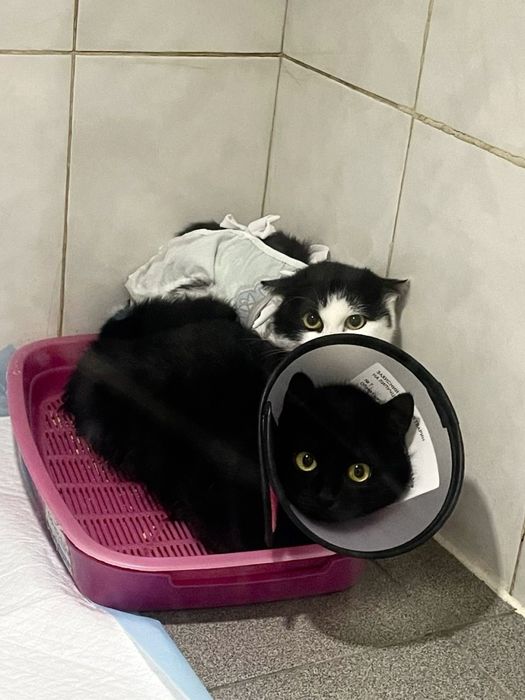 Віддам в добрі руки кошенятко