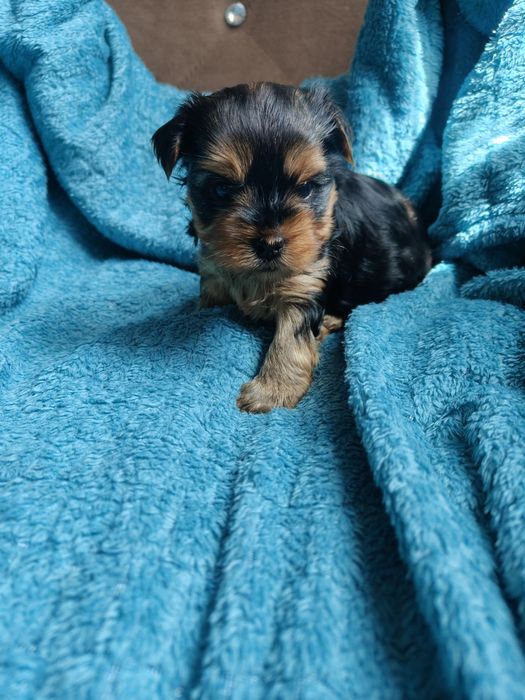 Yorkshire terrier