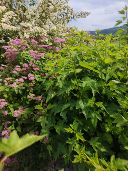 Rośliny ogrodowe sadzonki duże byliny