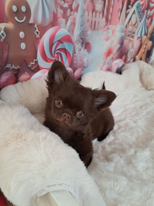 Czekoladowy piesek Chihuahua
