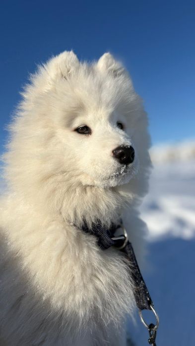 Samoyed Hodowla Prima Astra ZKwP FCI plany hodowlane na 2026/ paszport